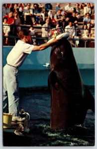 Theme~California~Bubbles The Whale @ Marineland Of The Pacific~Vintage Postcard