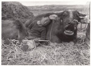 Wang Gang Feng Chinese Bull Cow & Child Peoples Republic Of China Art Postcard