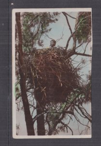 G.J. PRICE'S AUSTRALIAN SERIES,  YOUNG BOY IN EAGLES NEST ?, c1910 Empire ppc.