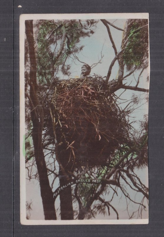 G.J. PRICE'S AUSTRALIAN SERIES,  YOUNG BOY IN EAGLES NEST ?, c1910 Empire ppc.