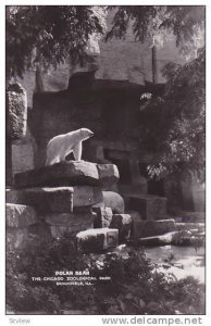 RP, Polar Bear, The Chicago Zoological Park, Brookfield, Illinois, 1920-1940s