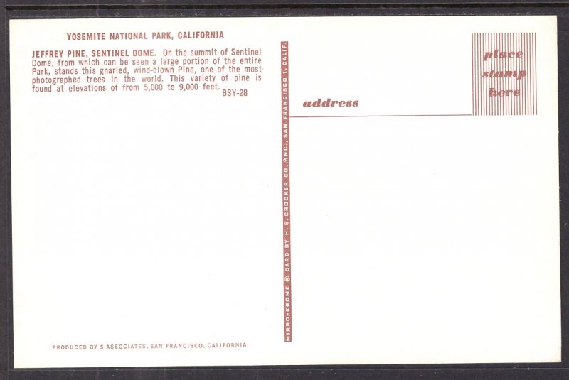 Jeffrey Pine,Sentinel Dome,Yosemite National Park,CA