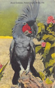 Miami Florida 1940s Postcard Black Cockatoo Parrot Jungle