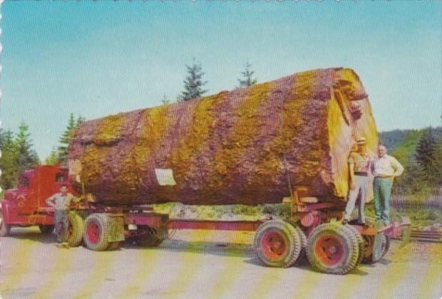 Logging Truck With Giant Fir Log