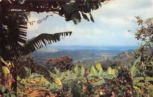 Tropical Rain Forest El Yunque Puerto Rico Postcard