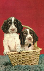 Two Of A Kind Dogs Puppy Greetings From East Union Indiana Vintage Postcard