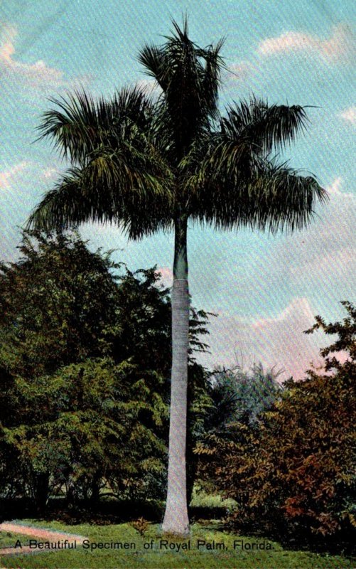 Florida Royal Palm Beautiful Specimen