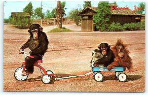 Postcard AZ Phoenix Papago Park Phoenix Zoo Monkey Business Tricycle Wagon E07