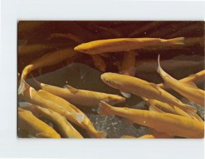 Postcard Golden Trout, Fish Hatchery, Petersburg, West Virginia