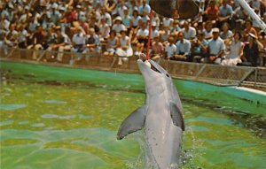 Marineland of Florida Ringing of the School Bell Marineland FL 