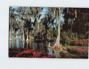 Postcard Cypress Trees Lake Eloise Cypress Gardens Florida USA