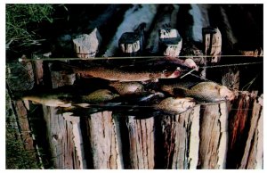 Northern Pike Wall Eyed Pike Perch and Crappies Bloomfield Iowa Fishing Postcard