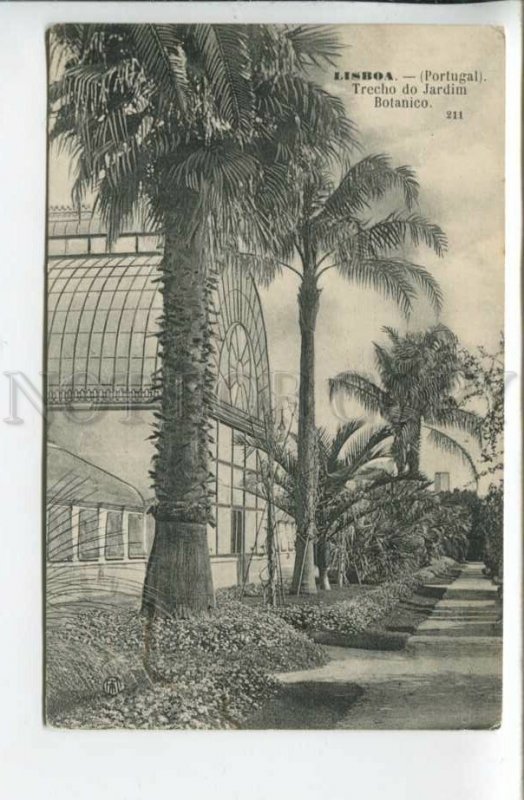 439830 Portugal Lisbon LISBOA Botanical Garden Vintage postcard