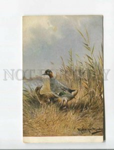 473044 MULLER Mueller HUNT Wild Duck Autumn Vintage postcard #3012