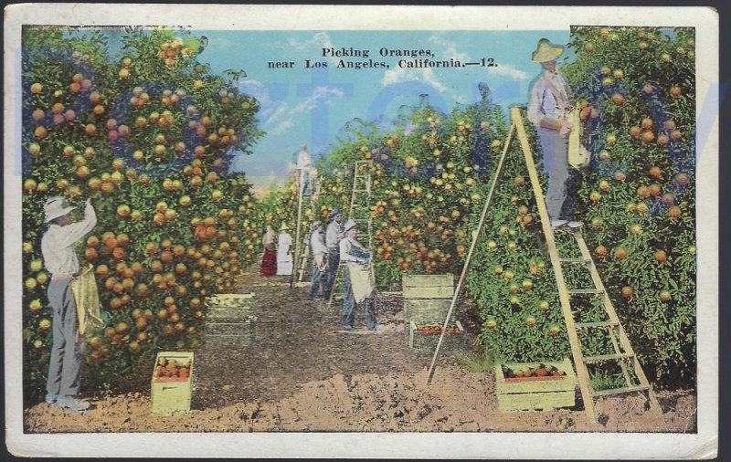 PICKING ORANGES NEAR LOS ANGELES 1924 CALIFORNIA