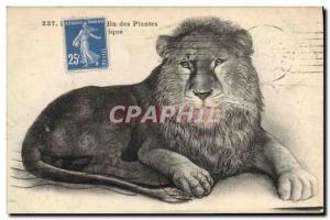 Old Postcard Lion Jardin des Plantes