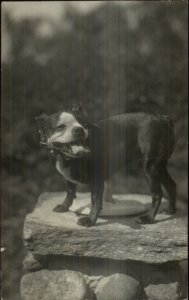Pitbull or French Terrier Dog +++Photography c1910 Real Photo Postcard