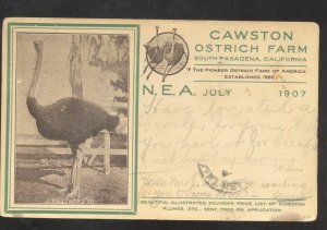 SOUTH PASADENA CALIFORNIA CAWSTON OSTRICH FARM 1907 ADVERTISING POSTCARD