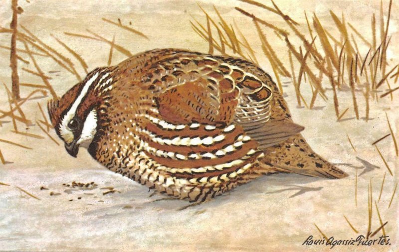 3~Postcards  FUERTES WATERFOWL & GAME BIRDS  #8 Grouse & #10 Quail & #9 Bobwhite