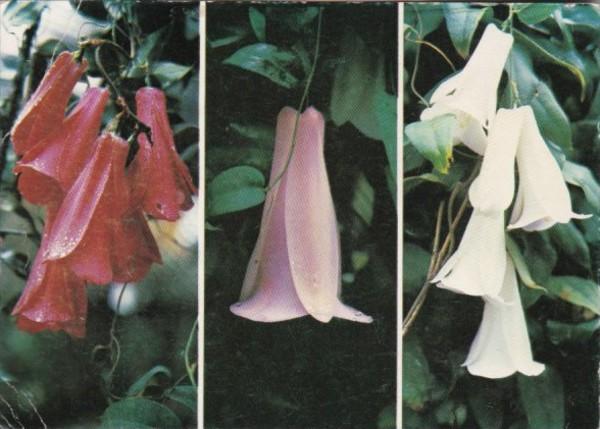 Flowers Copihues Chilean Typical Flowers