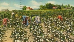 Postcard Early View of Workers Picking Cotton in the Southern U.S. .   R7