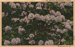 Vintage Postcard 1930's Mountain Rhododendron In Bloom Tennessee TN Pub by Harry