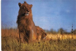 Young Male Lions Zimbabwe Postal Used Unknown 