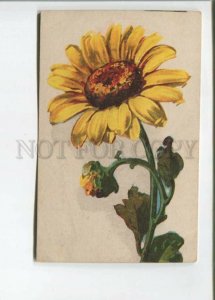 471812 KLEIN Huge SUNFLOWER Vintage postcard RUSSIA