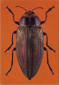 Animals Postcard - Tropical Beetles, Euchroma Gigantea, South America RR18906