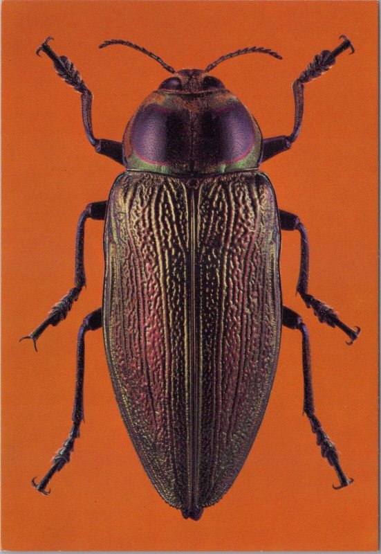 Animals Postcard - Tropical Beetles, Euchroma Gigantea, South America RR18906