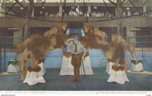 ST LOUIS , Missouri , 1950-60s ; Zoo ; Lion Training