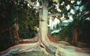 Vintage Postcard Moreton Bay Fig Growing On The Edison Estate Fort Myers Florida