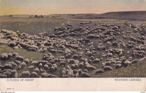 CANADA, 1900-1910s; A Flock Of Sheep, Western Canada