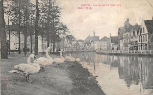 Lot182  bruges brugge the swans of the long quay belgium