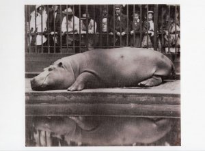 London Zoo Sleepy Hippopotamus Count Of Montizon Victorian Photo Art Postcard