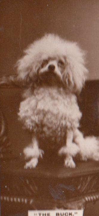 The Buck Shaven Poodle Dog Dogs Antique Real Photo Cigarette Card