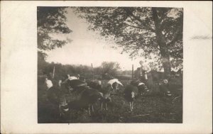 Woman Feeding Turkeys - Concord NH Cancel 1909 Real Photo Postcard