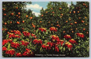 Poinsettias In Florida Orange Groves, Vintage 1949 Linen Curteich Postcard