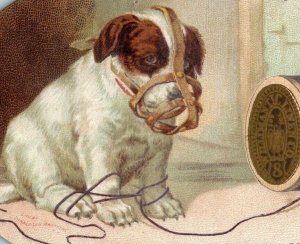 1880's Die-Cut Willimantic Six Cord Spool Cotton Adorable Puppy Dog Muzzle P173