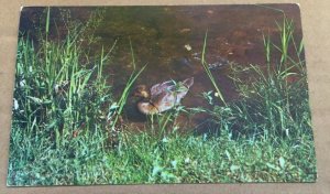 UNUSED POSTCARD - LONELY LITTLE DUCK, GREETINGS FROM MIO, MICHIGAN