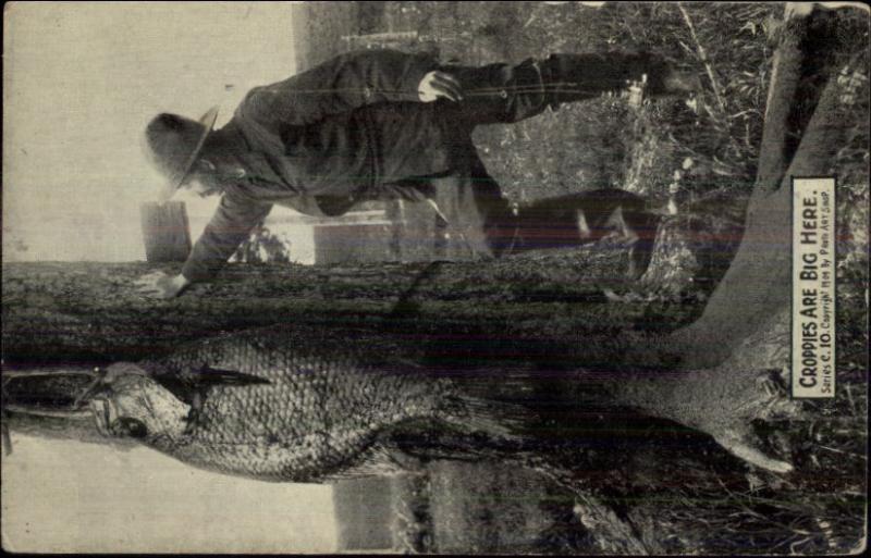 Fishing Exaggeration - Croppies Are Big Here c1910 Postcard