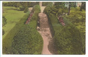 Charlottesville, VA - Ash Lawn, Old Boxwood - Hand Colored