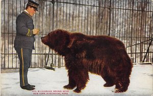 Alaskan Brown Bear Bear Unused 
