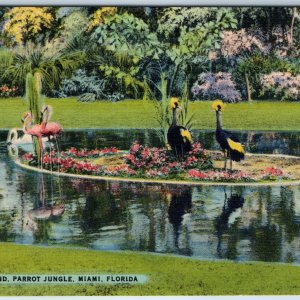 c1940s Miami Fla Parrot Jungle Flamingo Pond Birds Zoo Colorful Postcard FL A220