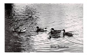 Wild Beauties, Ducks in Misc, Michigan