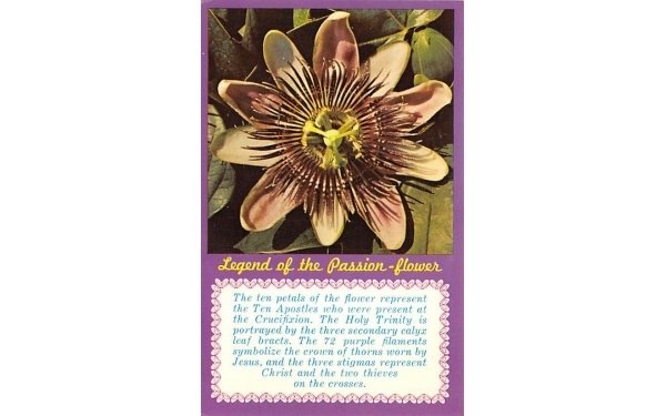 Legend of the Passion - flower Misc, Florida  