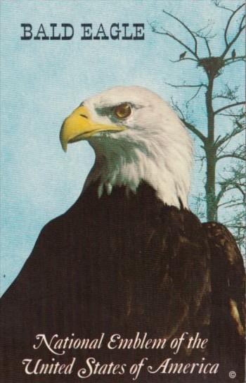 BIrds Bald Eagle National Emblem Of The United States Of America