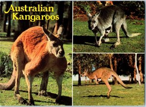 Australian Kangaroos Multi-view Postcard with Australian 40 cent stamp 1983