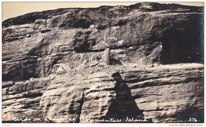 RP: Birds on Ledge at Bonaventure Island, Province of  Quebec, Canada, 00-10s