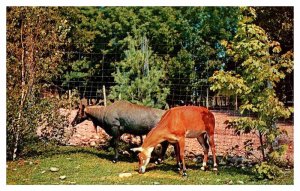 Postcard ANIMAL SCENE Catskill New York NY AQ4235